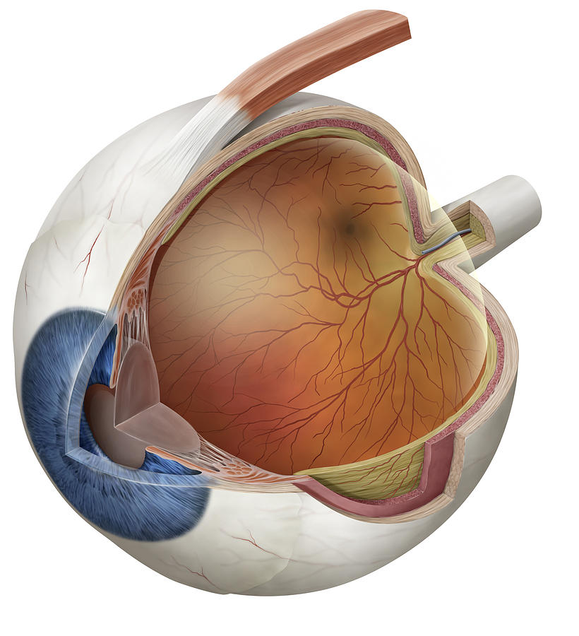 Anatomy Photograph - Eyeball, Illustration #1 by QA International
