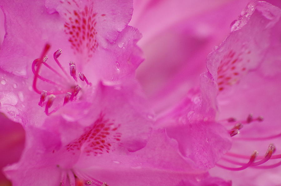 Pink Petals Photograph by Marilyn Wilson