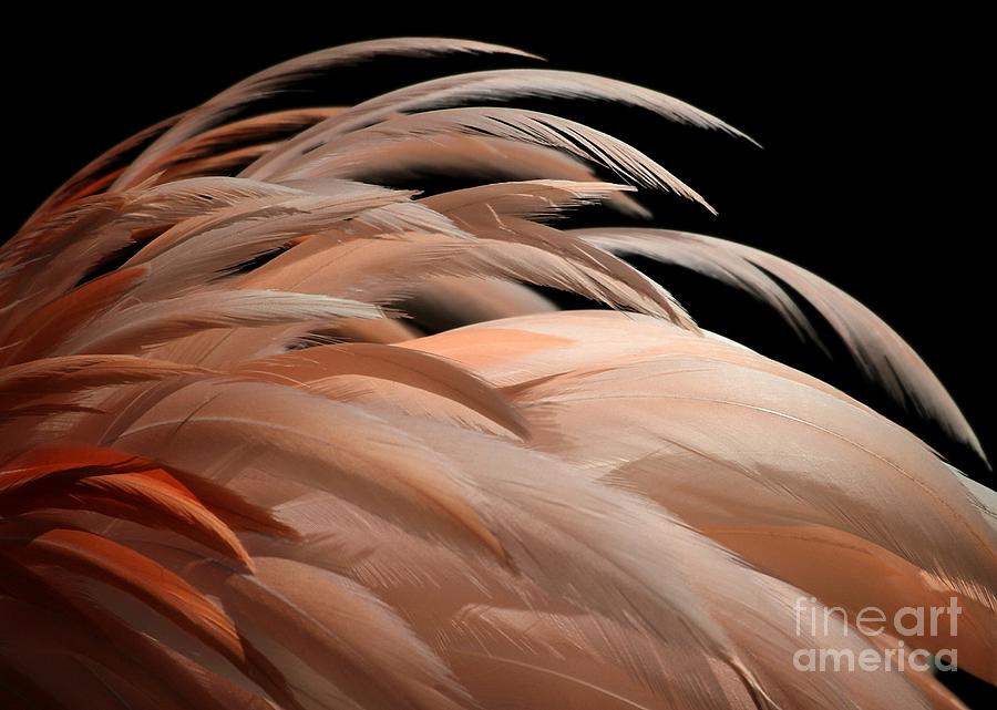 Fabulous Feathers #1 Photograph by Sabrina L Ryan