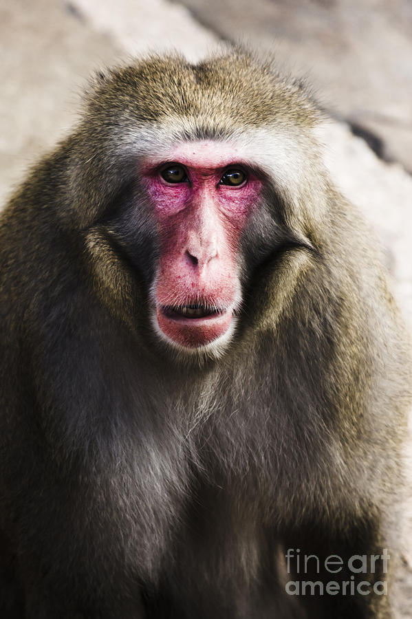 Face of a Japanese Macaques monkey #1 Photograph by Jorgo Photography