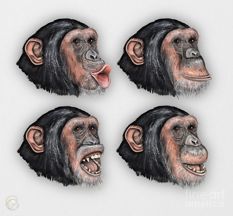 Facial Expressions of Chimpanzees Pan troglodytes - Zoo  - Mimik Schimpansen - Stock illustration #2 Painting by Urft Valley Art  Matt J G  Maassen-Pohlen