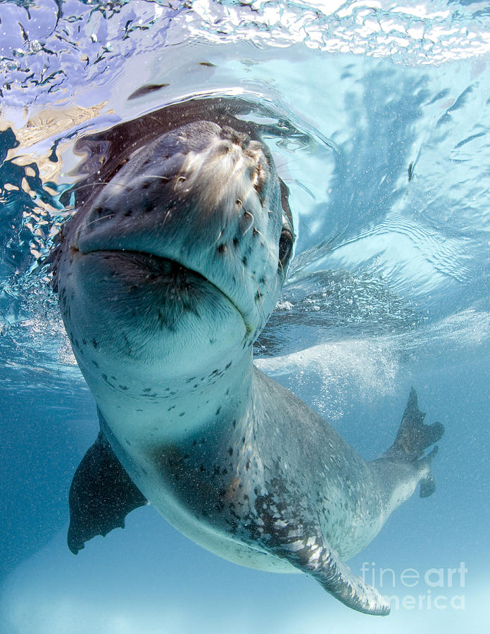 Facial View Of A Leopard Seal Photograph
