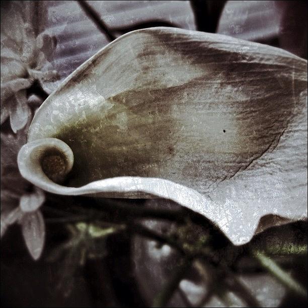 Nature Photograph - Faded Beauty #1 by Mark David Gerson