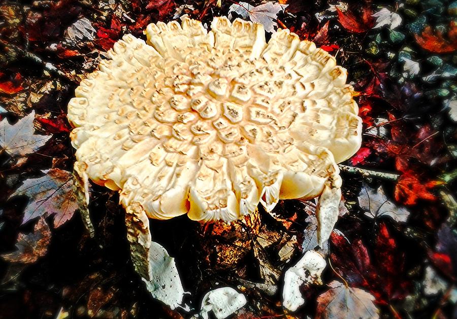 Mushroom Photograph - Fairy Hut #1 by Allicat Photography