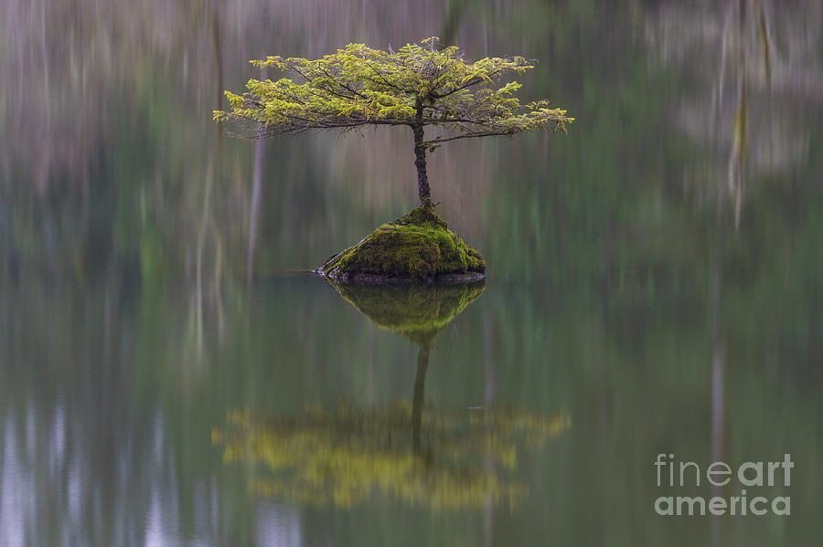 Fairy Lake Fir Photograph by Carrie Cole