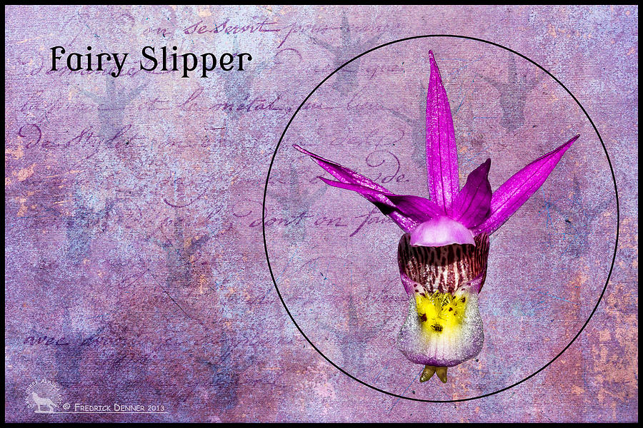 Fairy Slipper #1 Photograph by Fred Denner