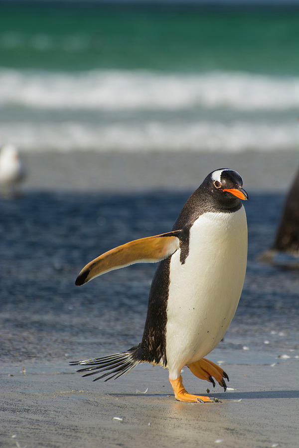 Penguin Photograph - Falkland Islands #1 by Inger Hogstrom