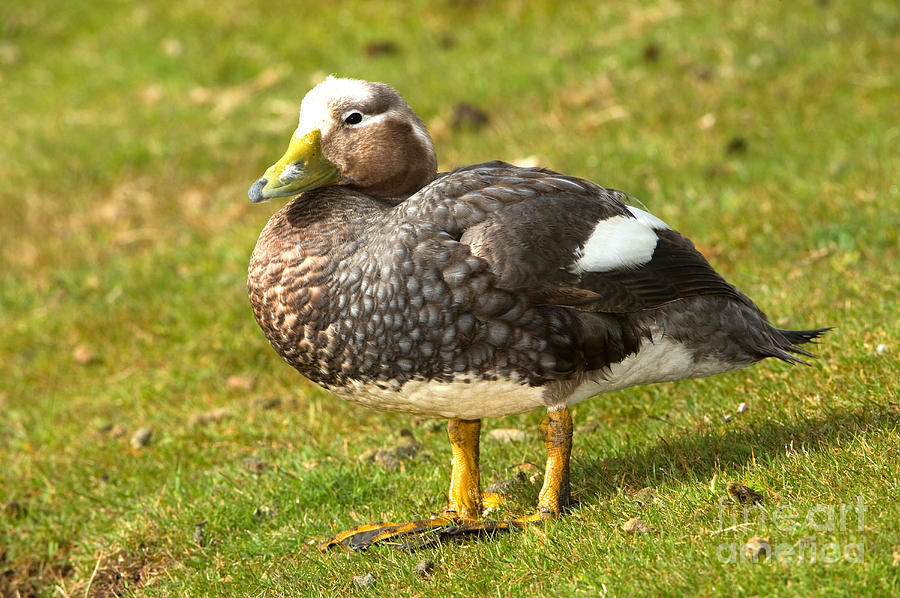 Falkland Steamerduck Photograph by John Shaw | Fine Art America