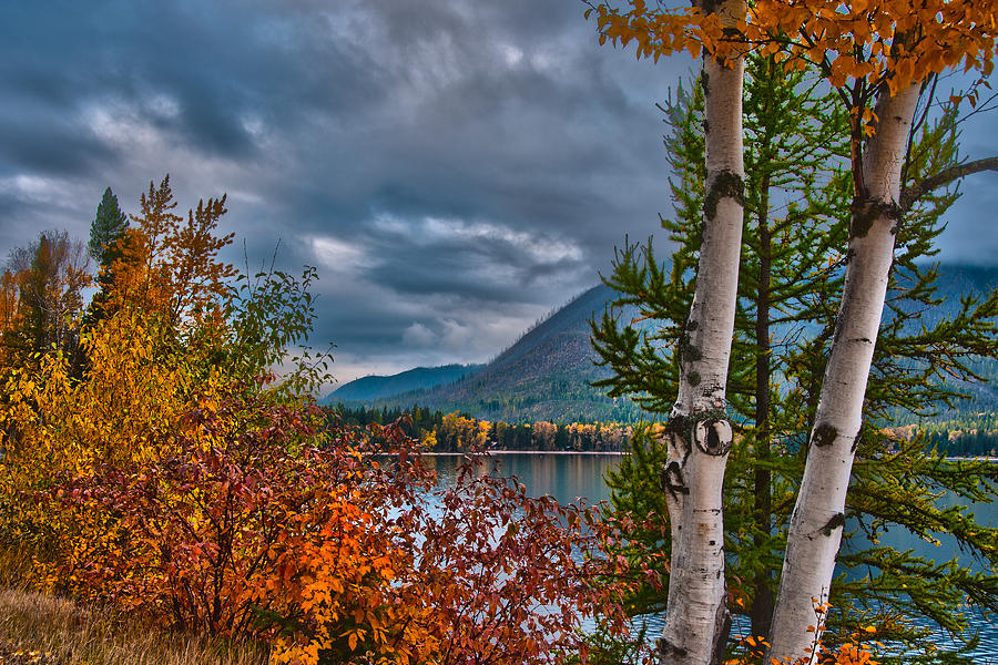 Fall Aspens on Lake McDonald Photograph by Brenda Jacobs
