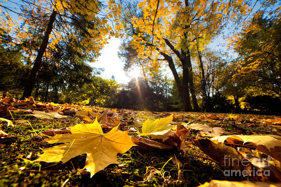 Fall autumn park. Falling leaves #1 Photograph by Michal Bednarek