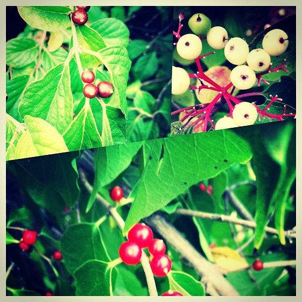 Fall Berries #1 Photograph by Melissa Lutes