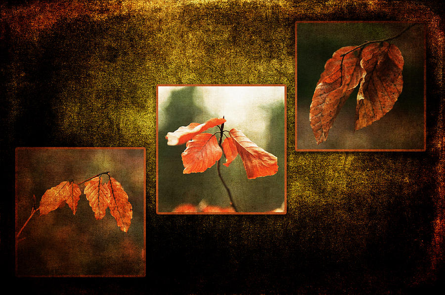 Fall Photograph - Fall Collection by Randi Grace Nilsberg