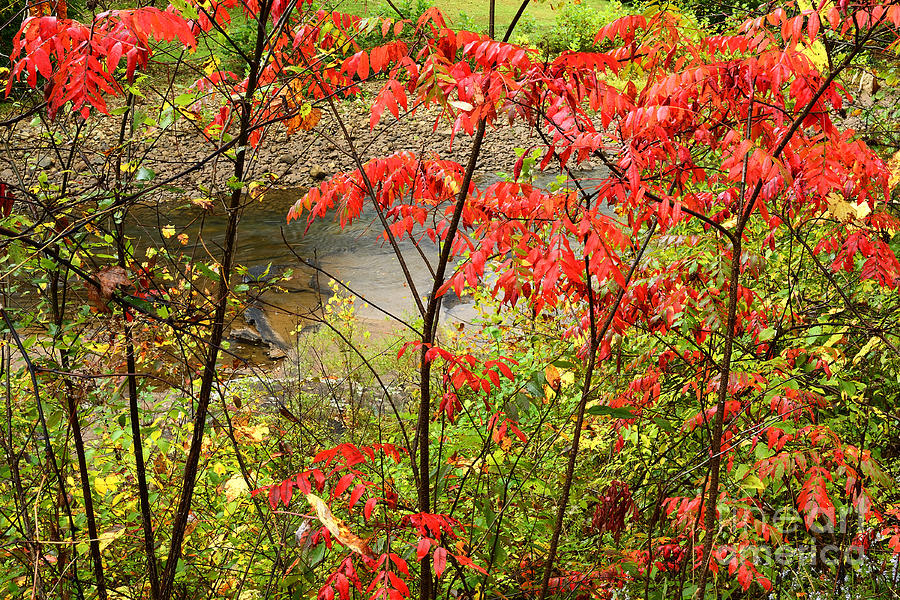 Fall Color Elk River #2 Photograph by Thomas R Fletcher