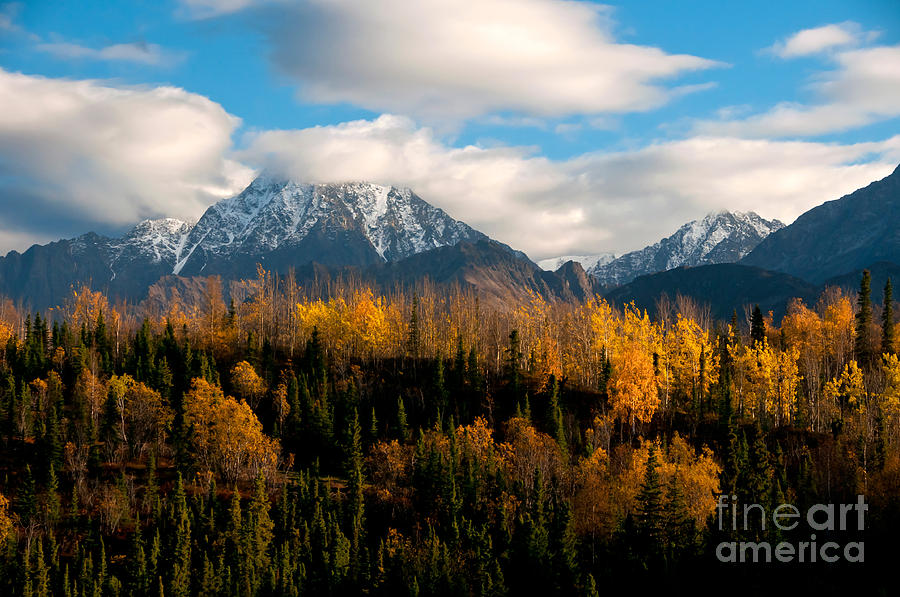 Fall Colors, Alaska #1 Photograph by Mark Newman