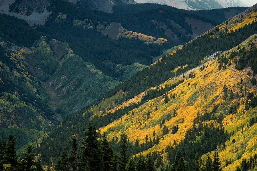 Fall Colors In Aspen Colorado Photograph by Brandon Huttenlocher