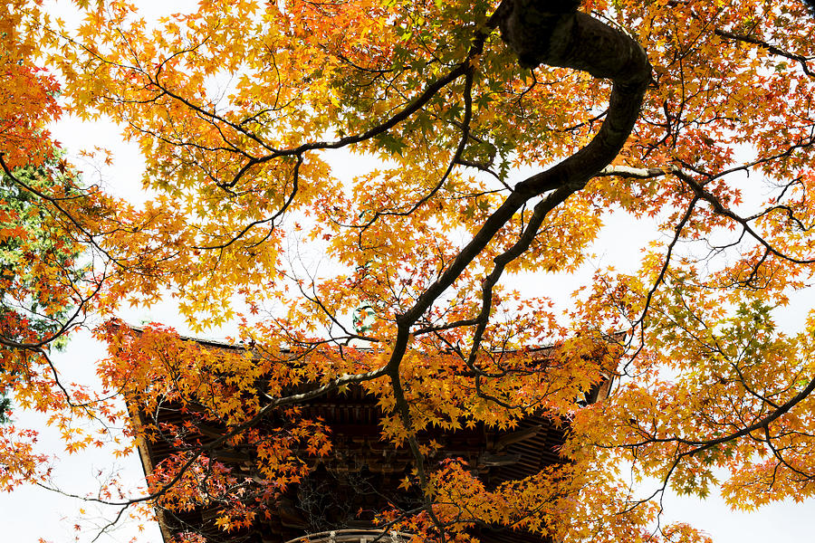 Fall Colors in Kyoto #1 Photograph by Yoshiki Nakamura