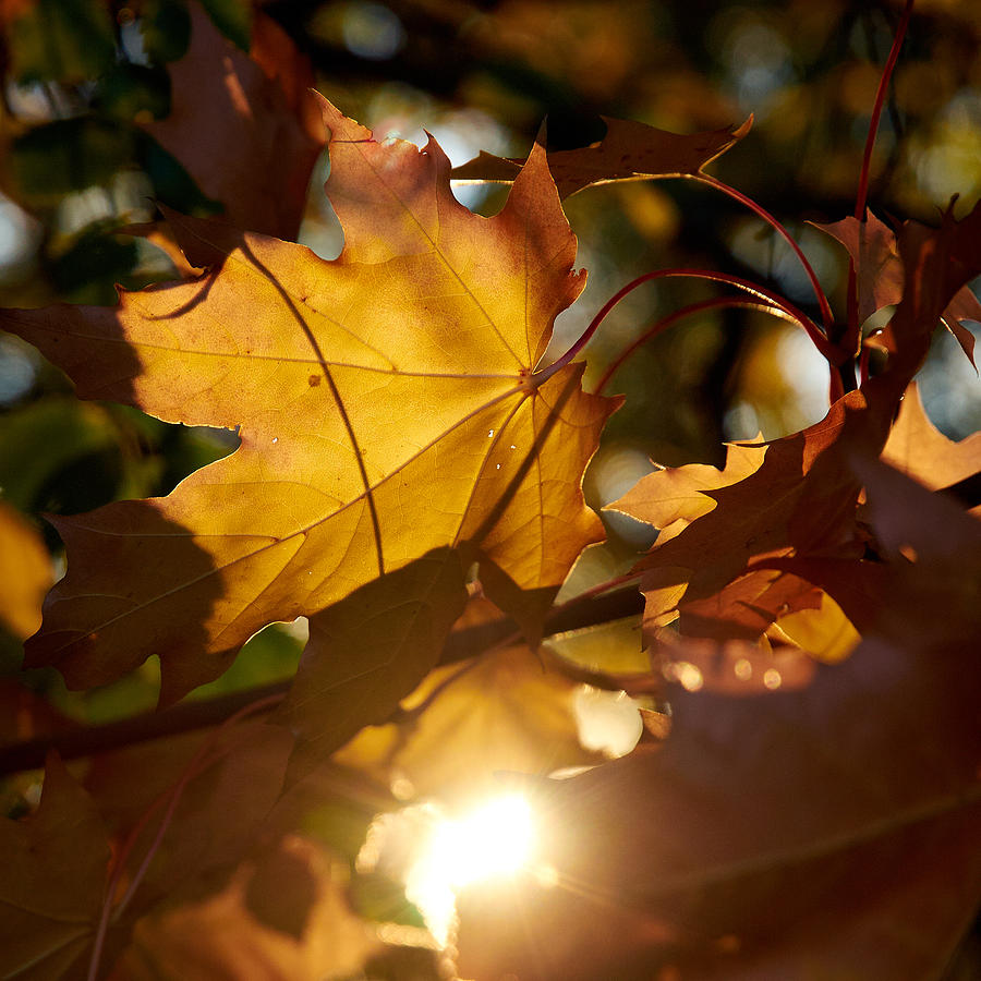 Fall colors #1 Photograph by Jouko Lehto