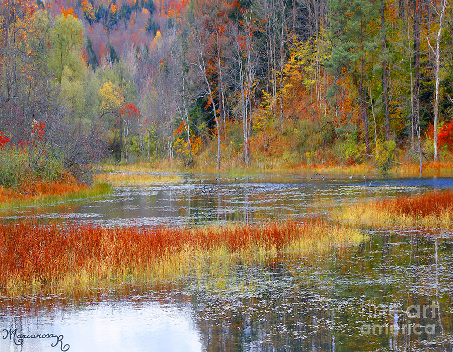 Fall Colors Photograph by Mariarosa Rockefeller