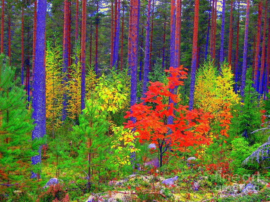 Fall colors Photograph by Pauli Hyvonen