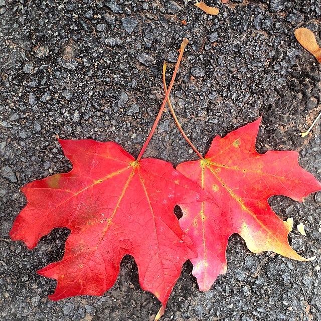 Fall Colors #1 Photograph by Subhash Limaye