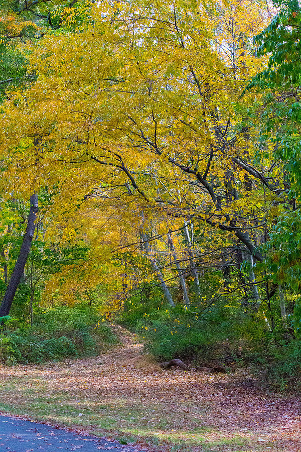 Fall foliage at Caumsett State Historic Park Preserve #1 Photograph by Susan Jensen
