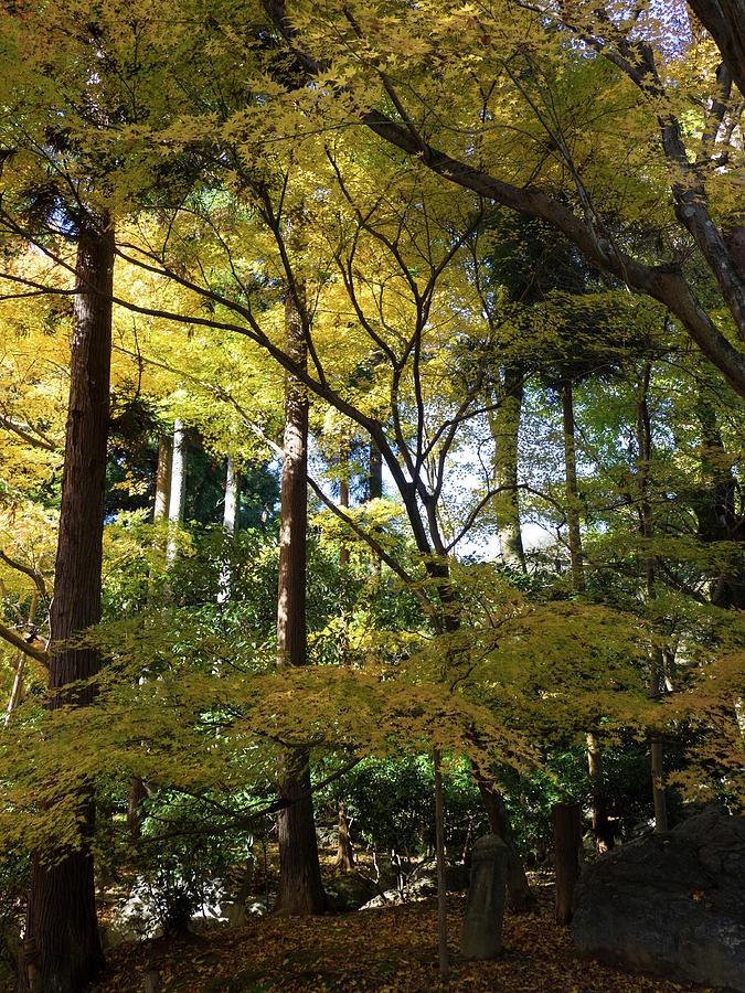 Fall Foliage At Ryoan-ji Temple, Kyoti #1 Photograph by Panoramic Images