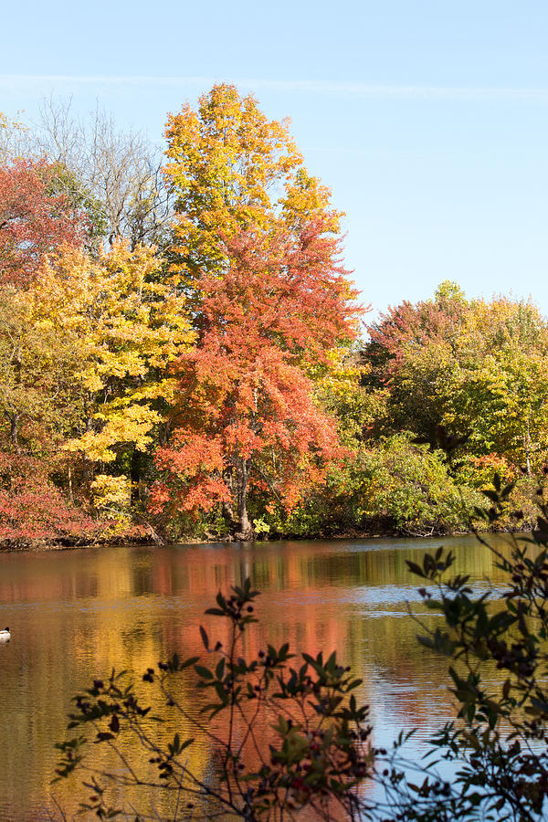Fall Foliage at Twin Ponds  #1 Photograph by Susan Jensen
