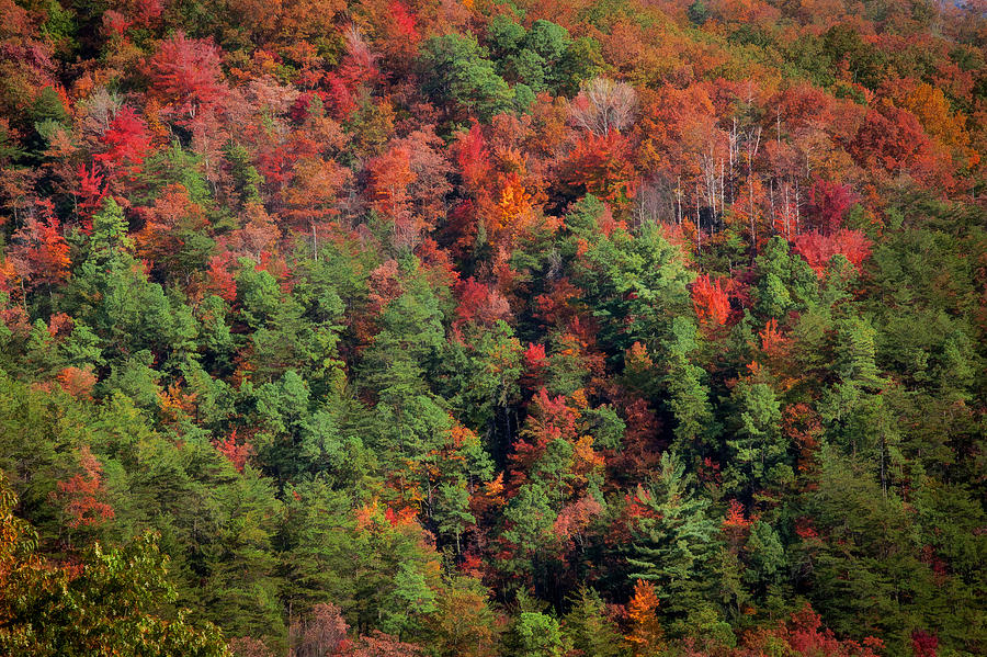 Fall Foliage Great Smoky Mountains Painted   #10 Photograph by Rich Franco