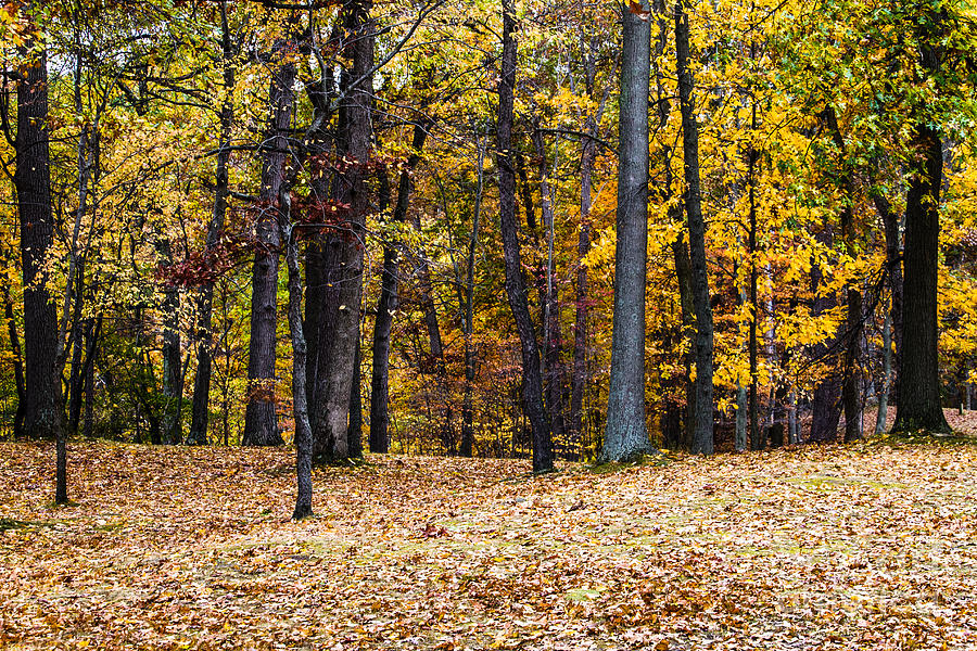 Fall Foliage #1 Photograph by William Norton