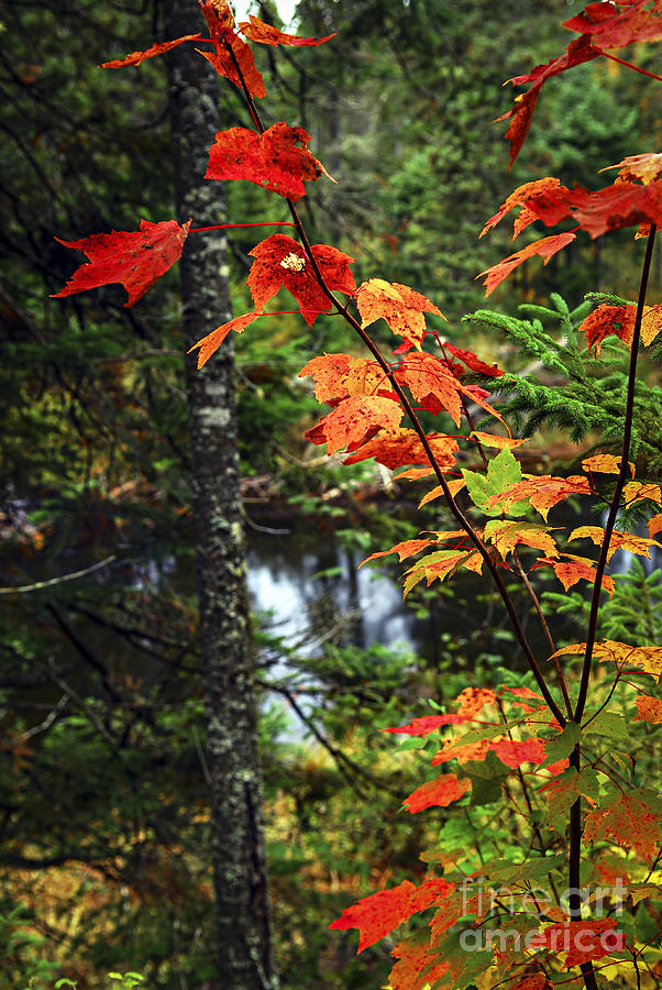 Fall Photograph - Young maple tree in fall forest by Elena Elisseeva