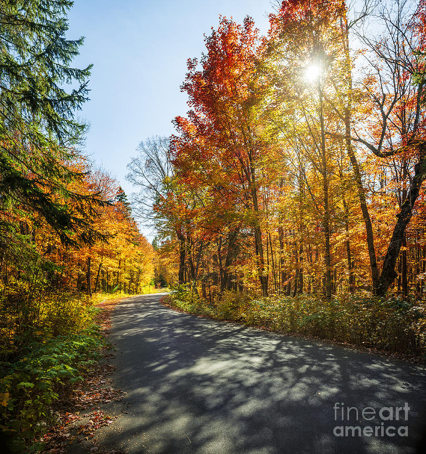 Sun in fall forest with road Photograph by Elena Elisseeva