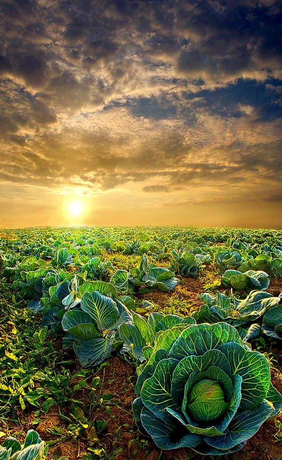 Cabbage Photograph - Fall Harvest #1 by Phil Koch