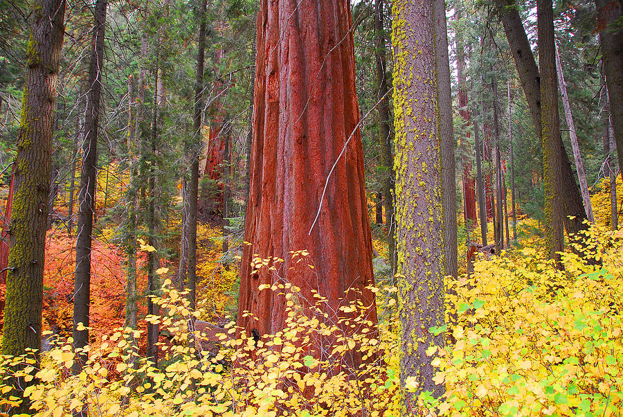 Sequoia National Park Photograph - Fall in the Forest #2 by Lynn Bauer