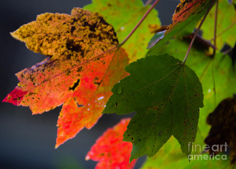 Fall Leaf Photograph