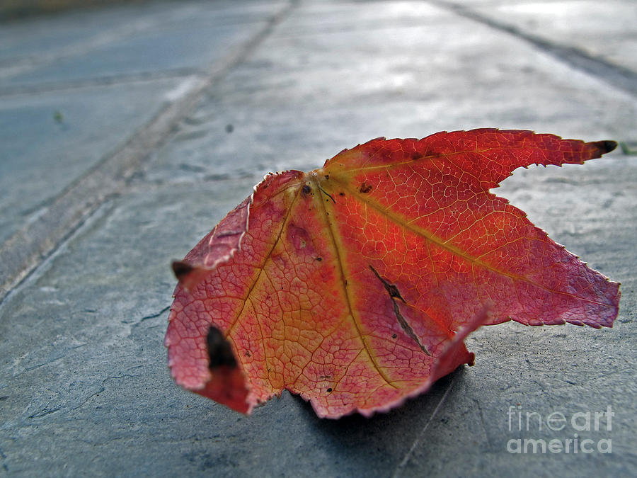 Nature Photograph - Fall Leaf by Kelly Holm