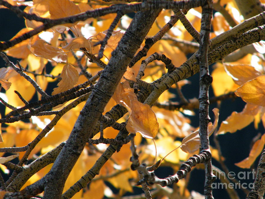Fall Leaves #1 Photograph by Ann E Robson