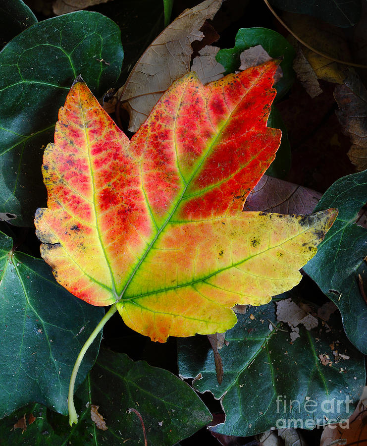 Fall leaves #1 Photograph by Nicholas Burningham