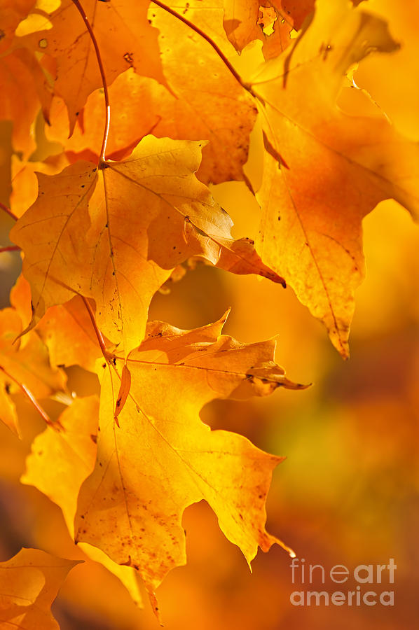 Orange fall maple leaves Photograph by Elena Elisseeva
