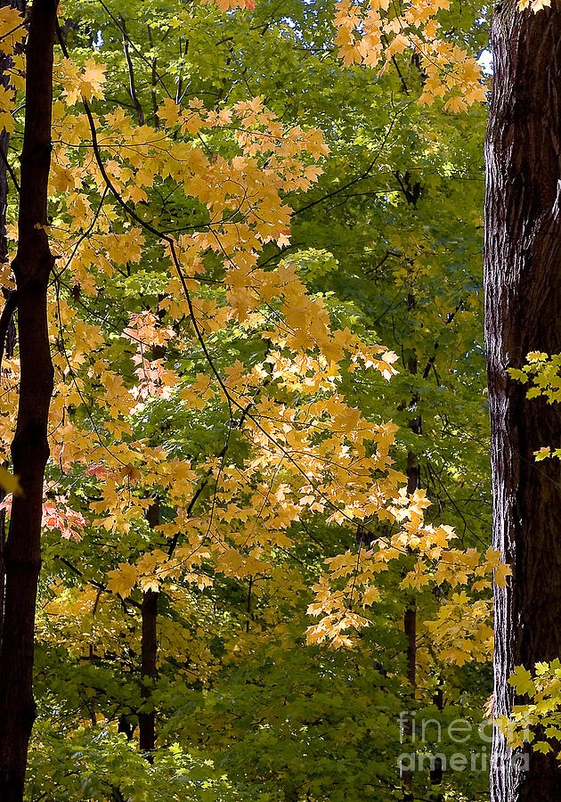 Fall Photograph - Fall Maples #1 by Steven Ralser