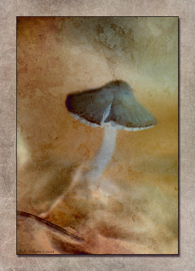Fall Mushroom 13 #1 Photograph by WB Johnston