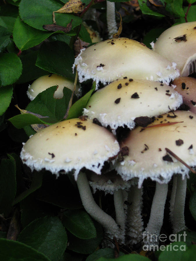 Fall Photograph - Fall mushrooms  #1 by Ellen Miffitt