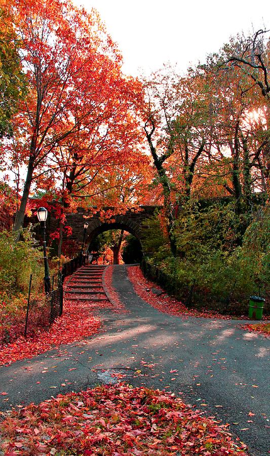Fall Path #1 Photograph by Catie Canetti