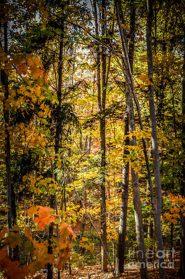 Fall Trees #1 Photograph by Ronald Grogan