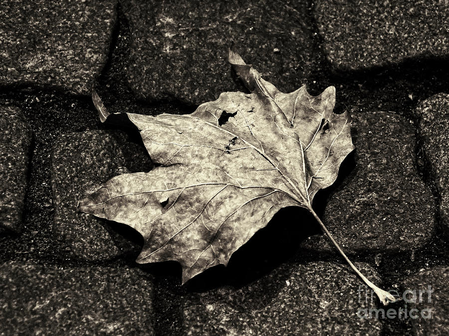 Fallen leaf #1 Photograph by Inge Riis McDonald