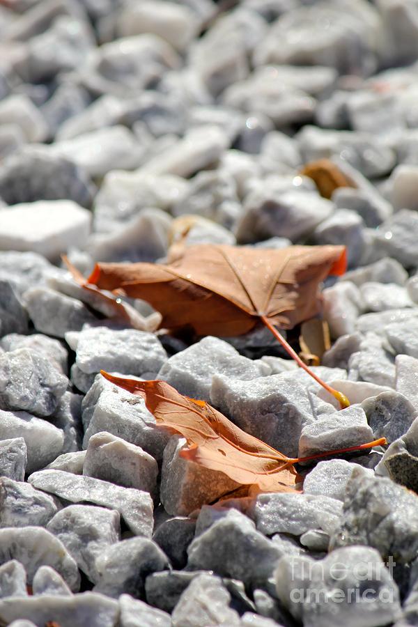Fallen Leaves #1 Photograph by Deena Withycombe