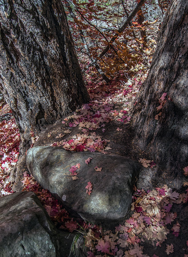 Fall Photograph - Fallen Leaves #1 by Tam Ryan