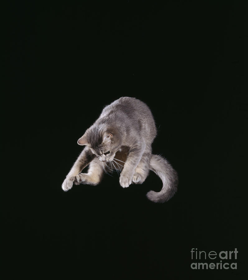 Falling Cat #1 Photograph by John Daniels