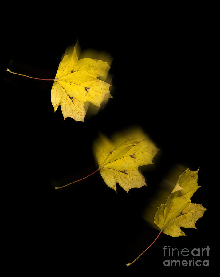 Falling Leaves #1 Photograph by Scott Camazine