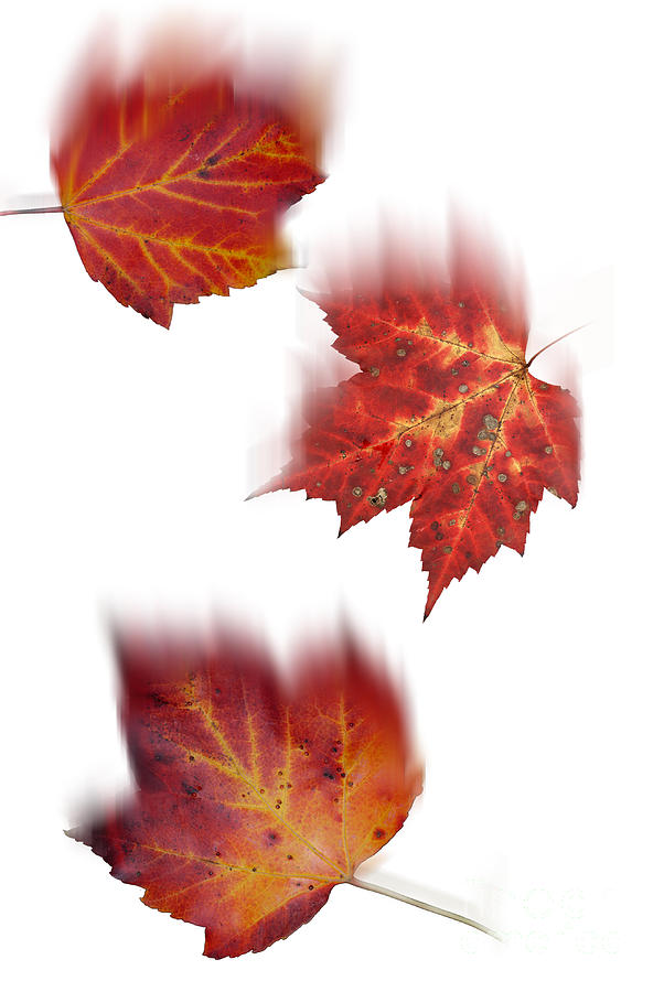 Falling Maple Leaves #1 Photograph by Scott Camazine