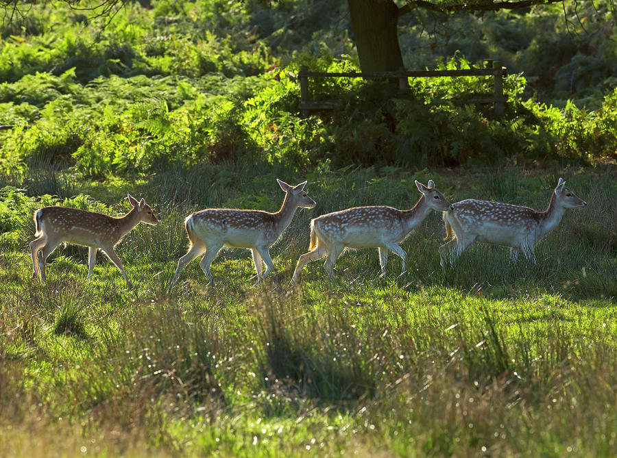 Fallow Deer At Dawn #1 Photograph by Louise Heusinkveld